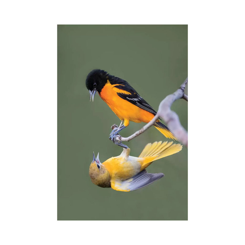 Baltimore Orioles by Larry Ditto - Wrapped Canvas Print, 101.6 cm H x 66.04 cm W x 3.175 cm D