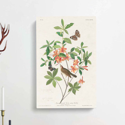 Warbler Bird & Butterflies by John Audubon - Wrapped Canvas