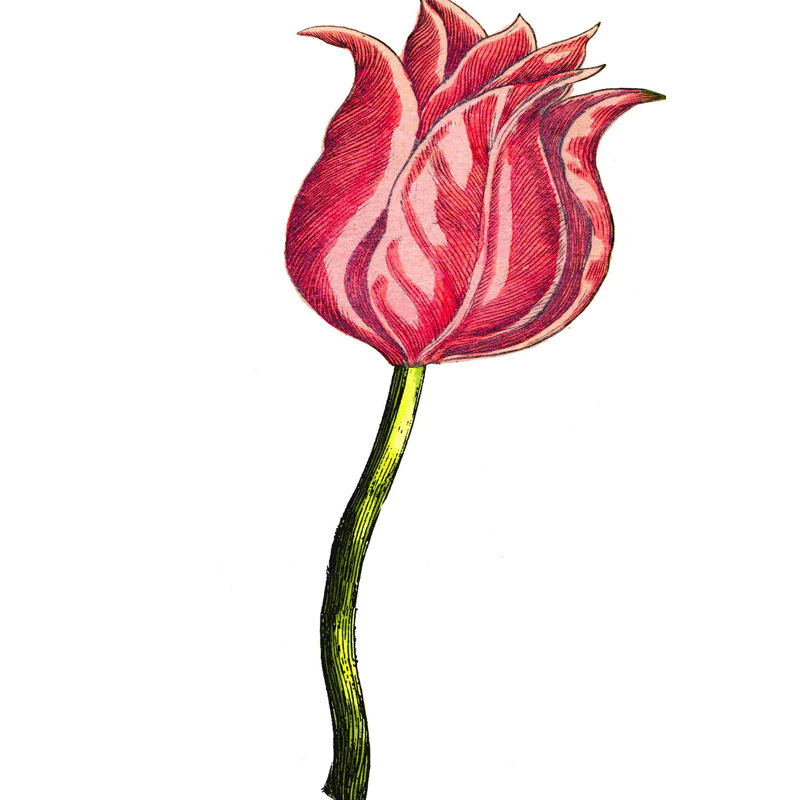 Tulipe époque IV, H 18 po x l 12 po