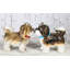 Figurine chiot Nitra