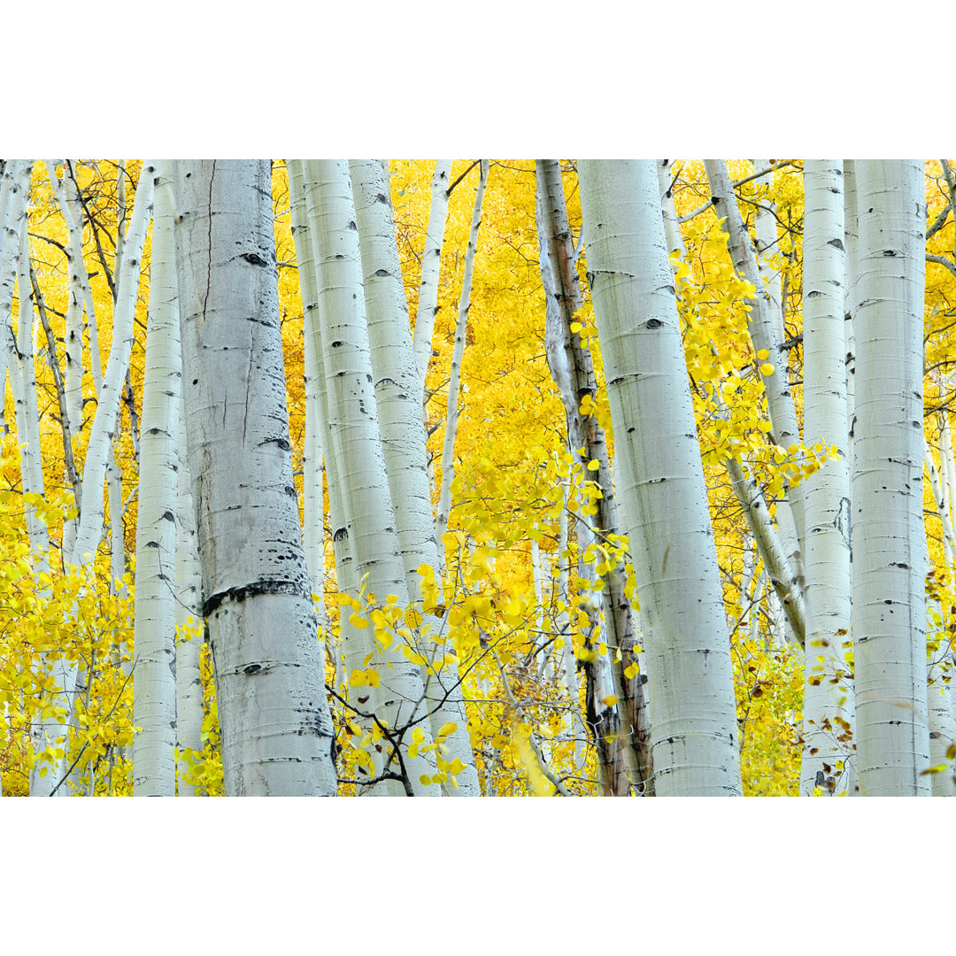 Landschaft Herbst Aspen Tree von Amygdala_imagery - Leinwandbilder Kunstdrucke