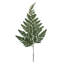 Ensemble de 6 plantes à feuillage préservé