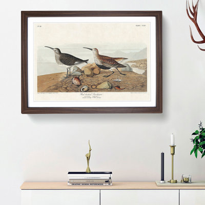 Red-Backed Sandpiper by John James Audubon - Picture Frame Painting Print