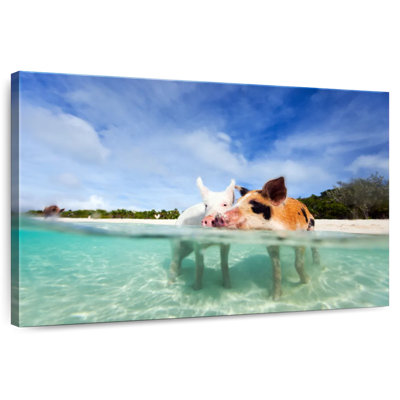 Porcs de Brampt aux Bahamas