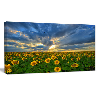 " Beauty Sunset Over Sunflowers "