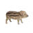 Wild Baby Boar Standing