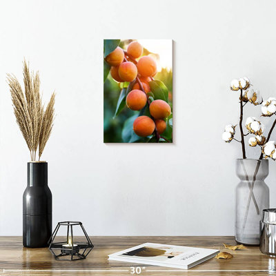 Apricots On A Branch