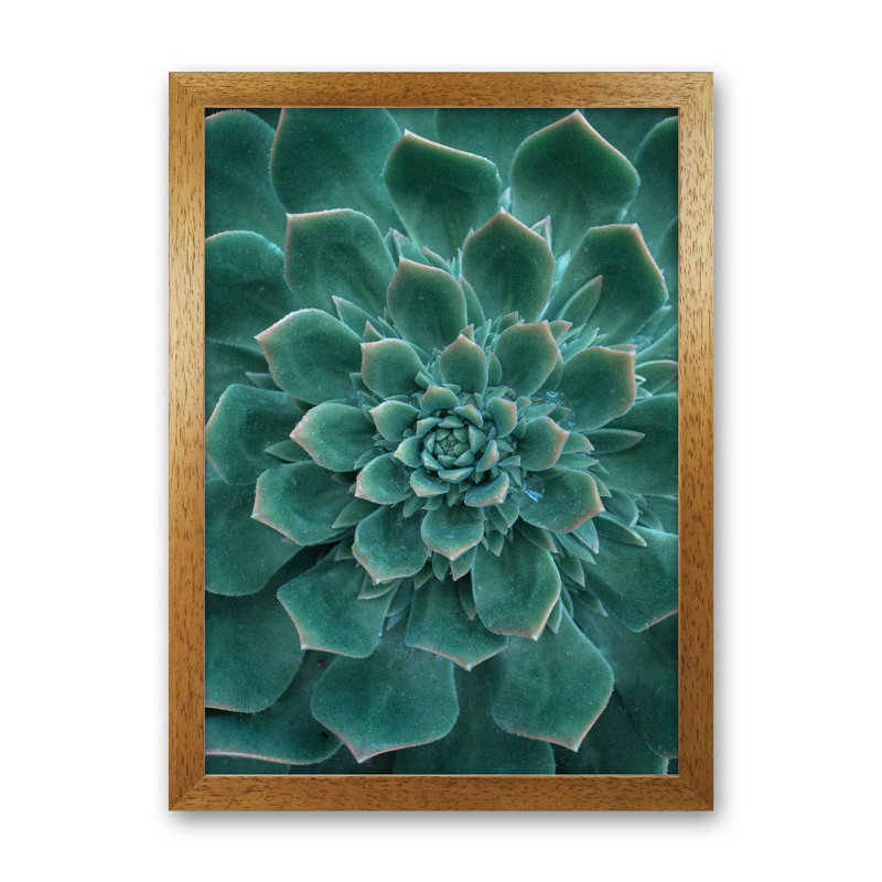 Green Succulent Plant 1 Piece Wall Art, 46cm H x 34cm W x 3cm D, Oak Framed