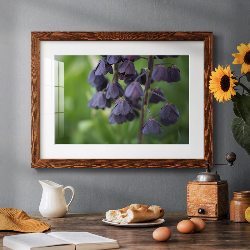 Aubergine, Érable