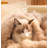 Dog Blankets-99189477