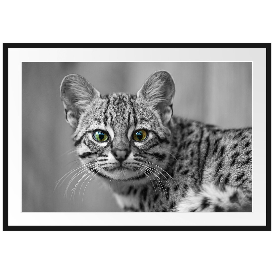 Kleine Bengalkatze Gerahmte Fotokunstdrucke Poster