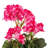 Benita Artificial 20" Geranium Bush-1106052074