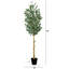 108 po Faux eucalyptus en pot