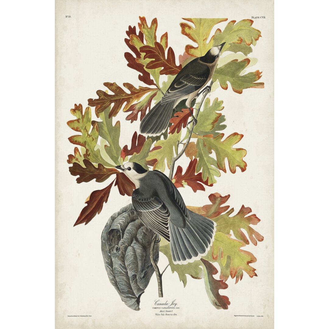 Leinwandbild Pl 107 Canada Jay von John Audubon