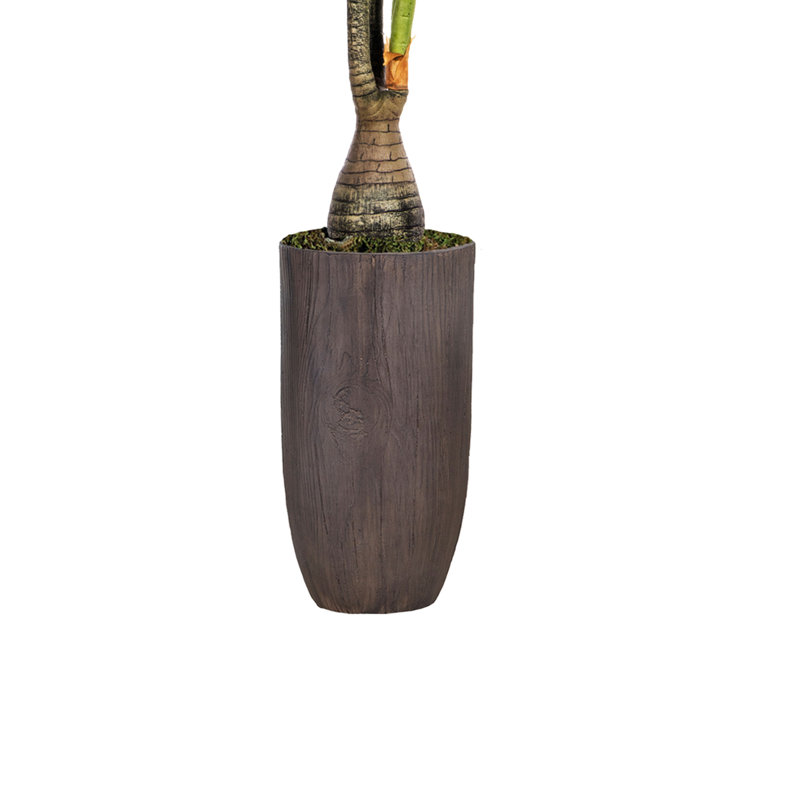 Panama en pot, H 100,25 po x l 58 po x P 51 po