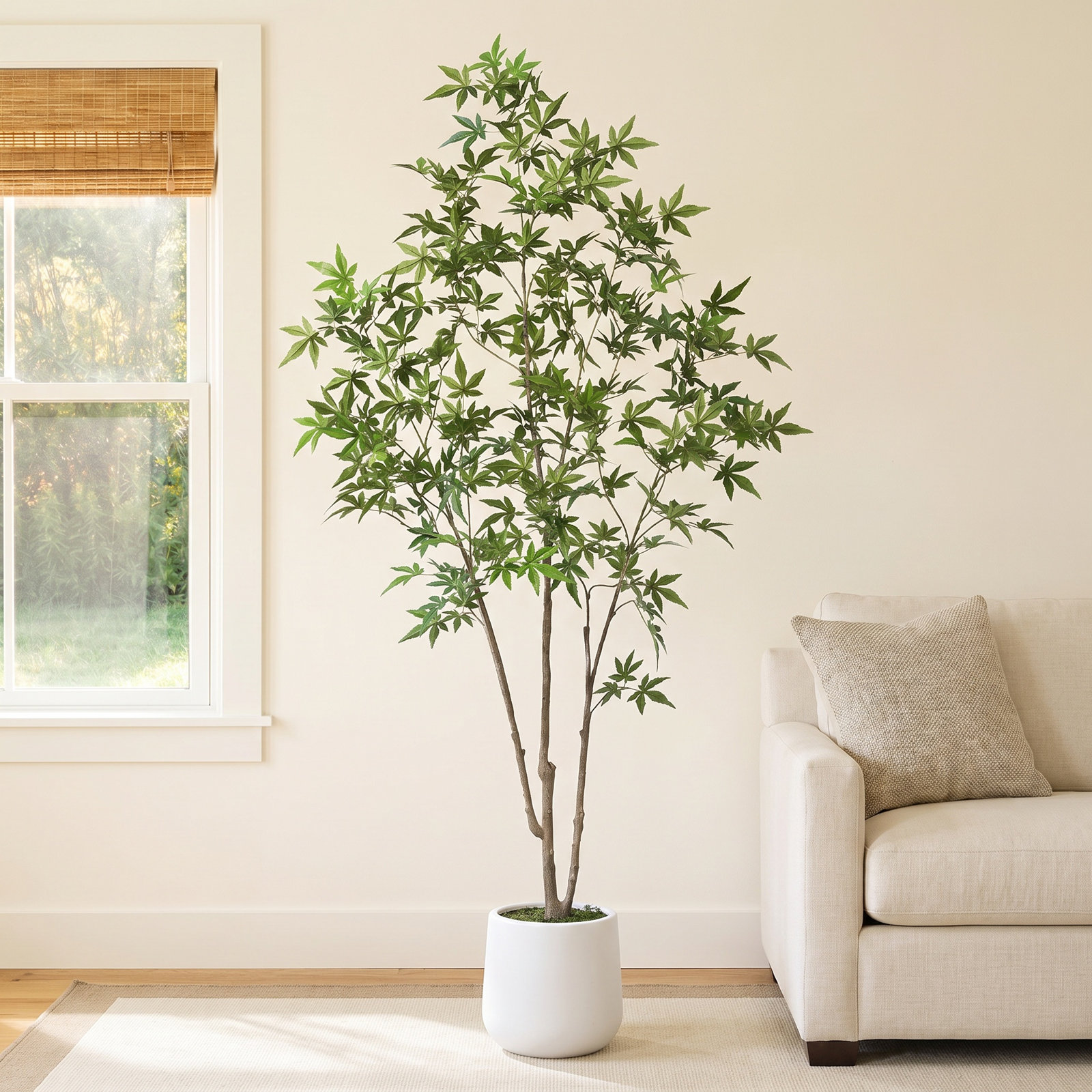 Adcock Maple Tree in Pot, 72" H x 24" W x 24" D
