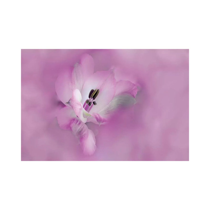 Usa, California. Close-up Of Alstroemeria Flower. by Jaynes Gallery - Wrapped Canvas Print, 66.04 cm H x 45.72 cm W