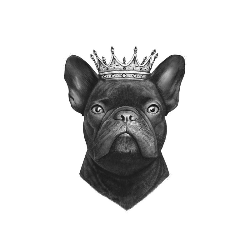 King French Bulldog by Valeriya Korenkova - Wrapped Canvas Painting, 101.6 cm H x 66.04 cm W