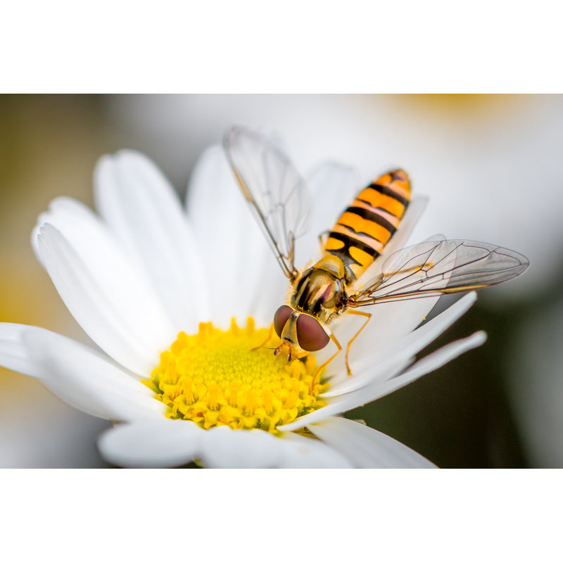 Hoverfly Eating - Wrapped Canvas Print, 81cm H x 122cm W x 3.8cm D