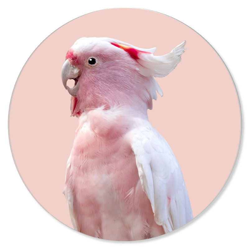 Pink Exotic Feather Coral Fashion and Glam Round Acrylic Art by Oliver Gal, 30" H x 30" W