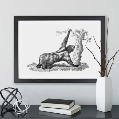 Three-toed Sloth in Black & White - Framed Print