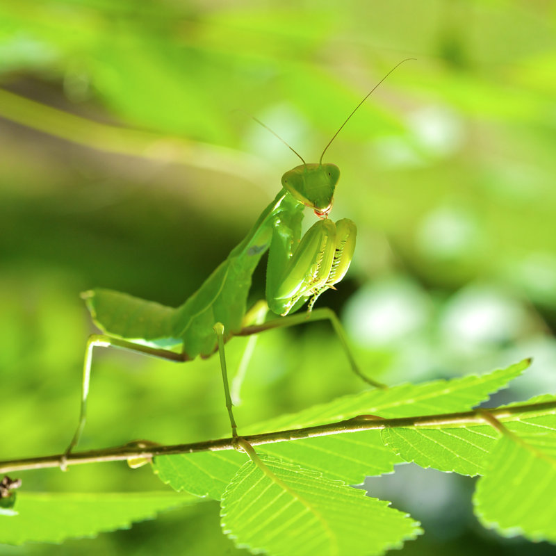 Javed Mantis by Liens - Wrapped Canvas Print, 30cm H x 30cm W x 3.8cm D