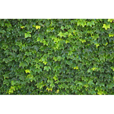 " Wall Of Ivy "