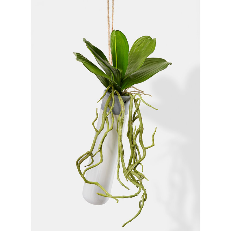 Plante orchidée suspendue dans une jardinière en céramique