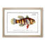 Great-Scaled Umber Fish by M.E. Bloch - Framed Print-55575259-55575260