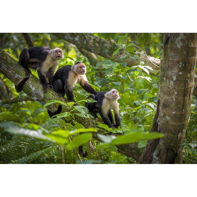 Monkey Baby In Tree Tops - Wrapped Canvas Print, 61cm H x 91cm W x 3.8cm D
