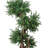 Boxwood Tree in Fiberstone Pot