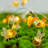 Fayeth Outdoor 20 - Bulb 78.7'' Battery Powered Novelty String Light