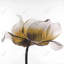 Fleur d'anémone jaune - reproduction encadrée mat pour la décoration intérieure-1251806591-1251806584