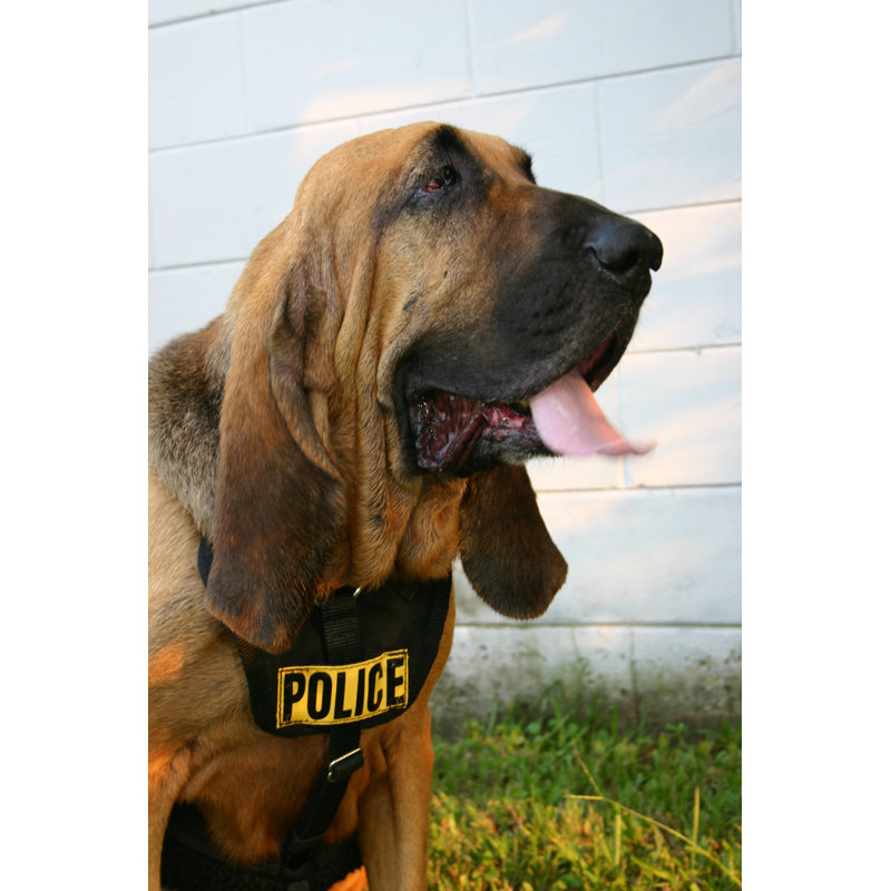 Police, chien de chasse par X2Photo, H 30 po x l 20 po