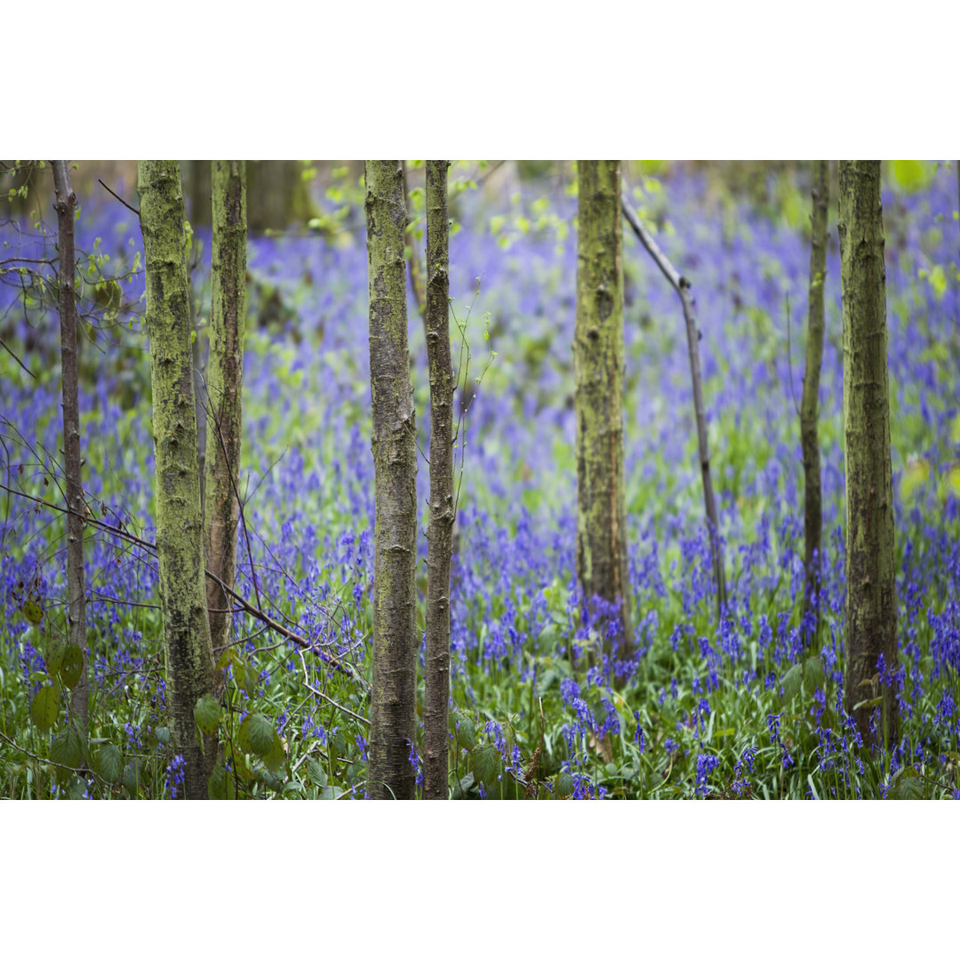 Leinwandbild Bluebell Walk IV