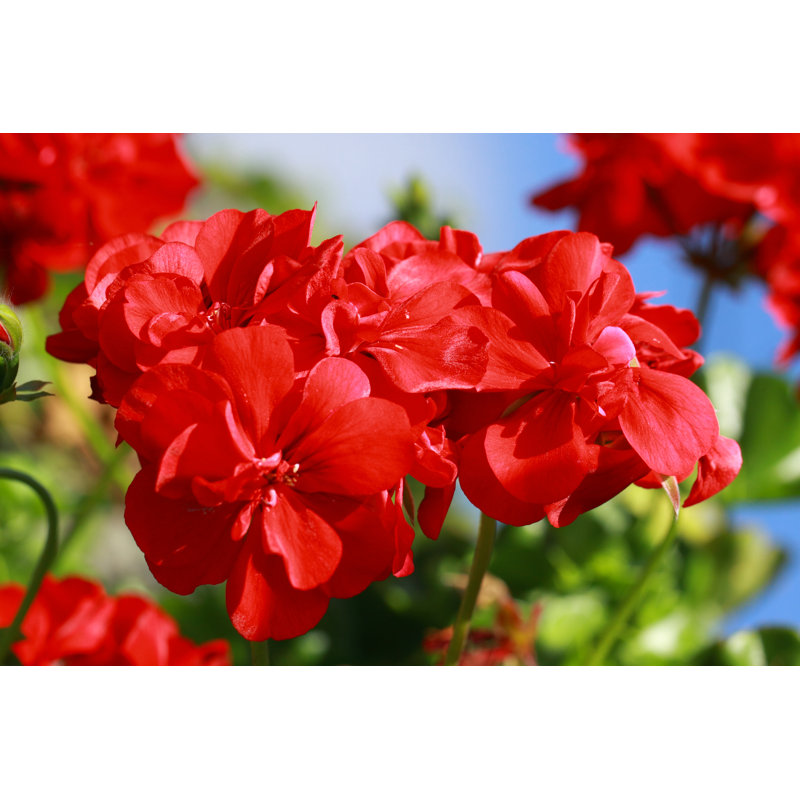 Beautiful Geraniums Flowers by Mayerberg - Wrapped Canvas Print, 30cm H x 46cm W 