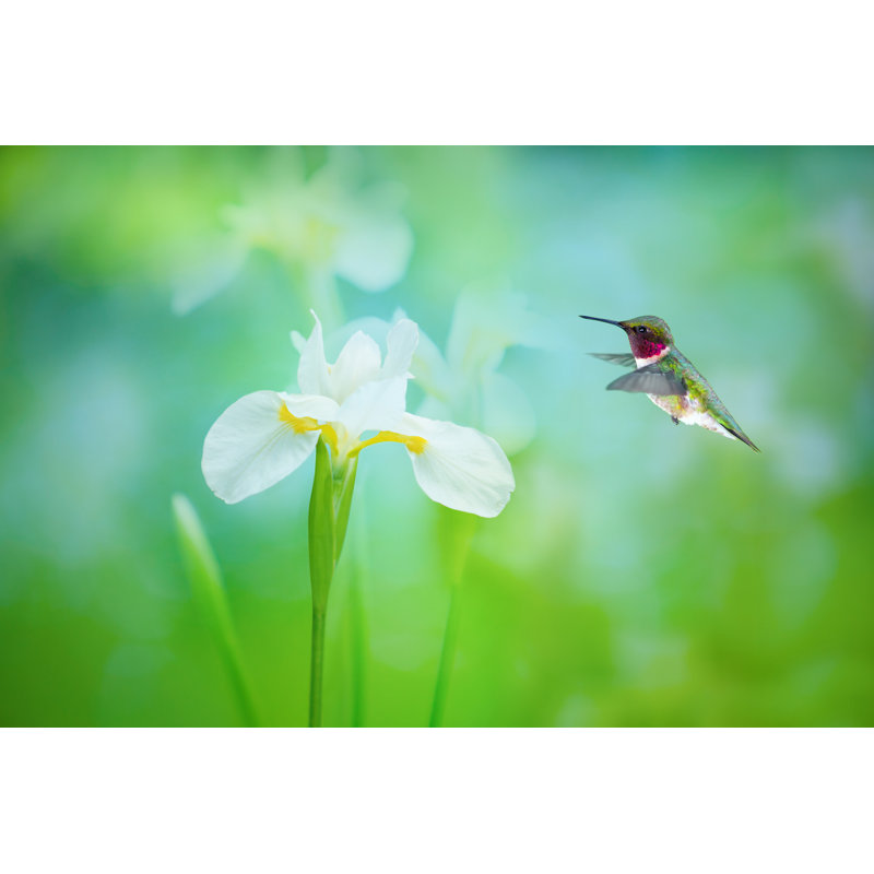 Ruby Throated Hummingbird - Wrapped Canvas Print, 61cm H x 91cm W x 3.8cm D