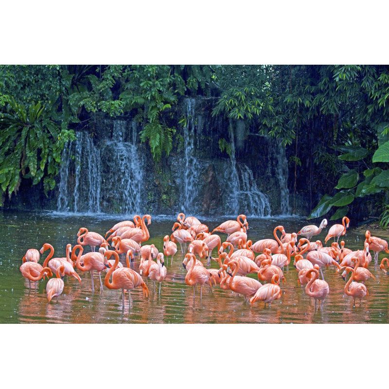 Volée de flamants roses, Singapour, H 8 po x l 12 po