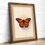 Monarch Butterfly Study Botanical - Framed Print-1950392445-1950392711