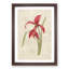 Amaryllis Flower by Pierre-Joseph Redoute - Single Picture Frame Painting-55544915-55544909