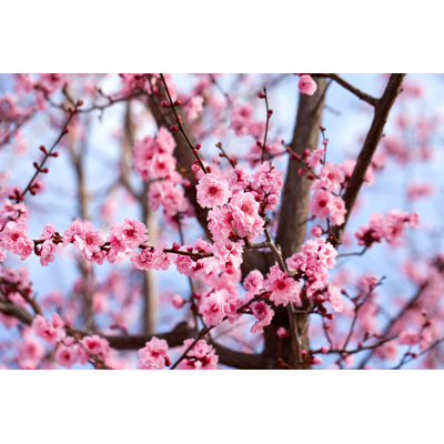 Camillia Cherry Tree Blossom - Photographie sur toile tendue