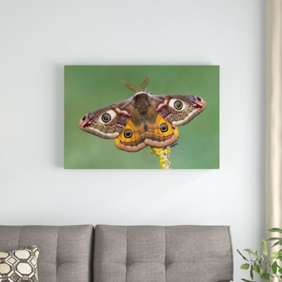 " Emperor Moth "