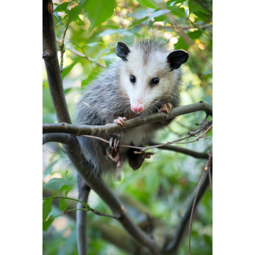 Leinwandbild Opossum in Tree