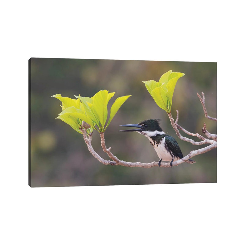 Female Amazon Kingfisher 1 Piece Wrapped Canvas Wall Art, 66.04 cm H x 45.72 cm W x 1.91 cm D