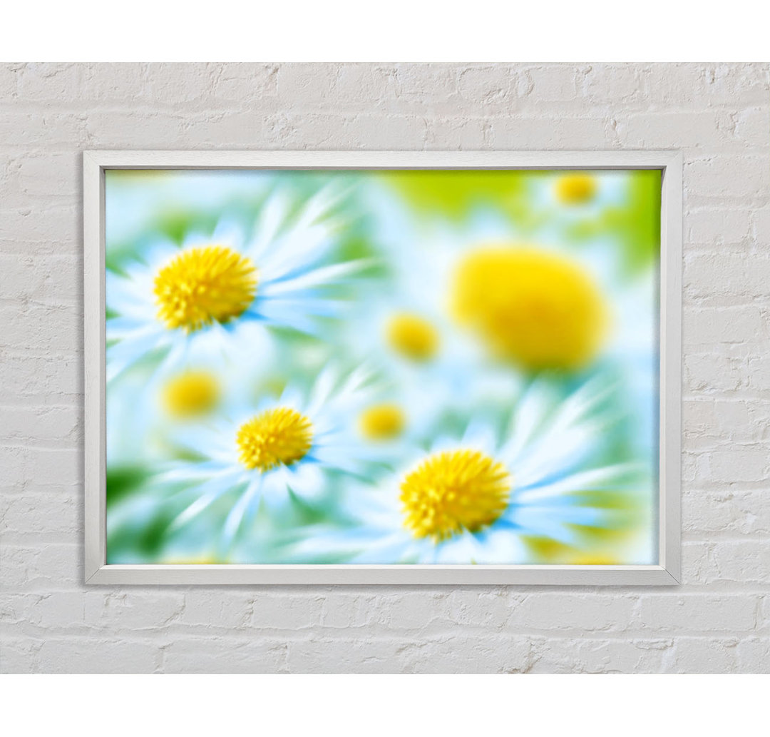 Soft Hue Of White Daisies - Single Picture Frame Kunstdrucke auf Leinwand