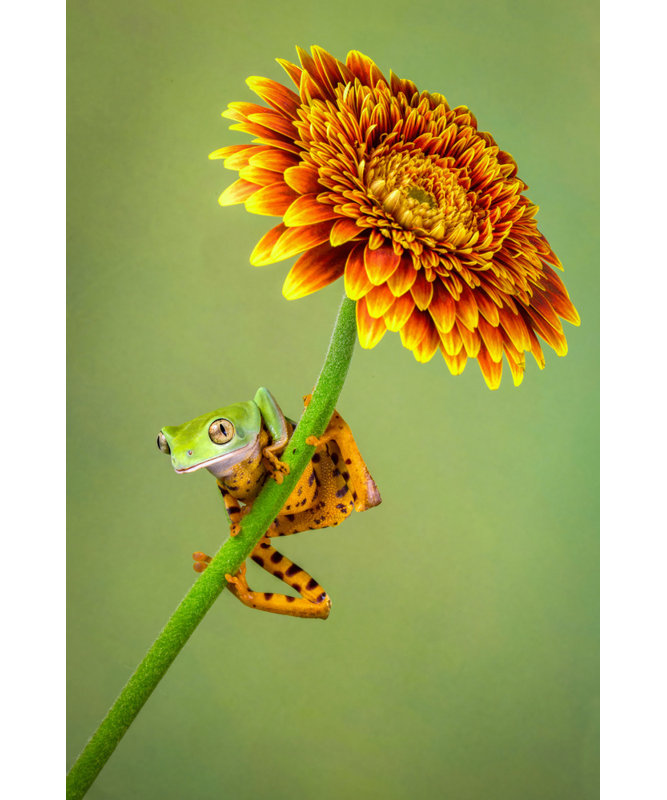 Wrapped Canvas Print, 91.44 cm H x 60.96 cm W