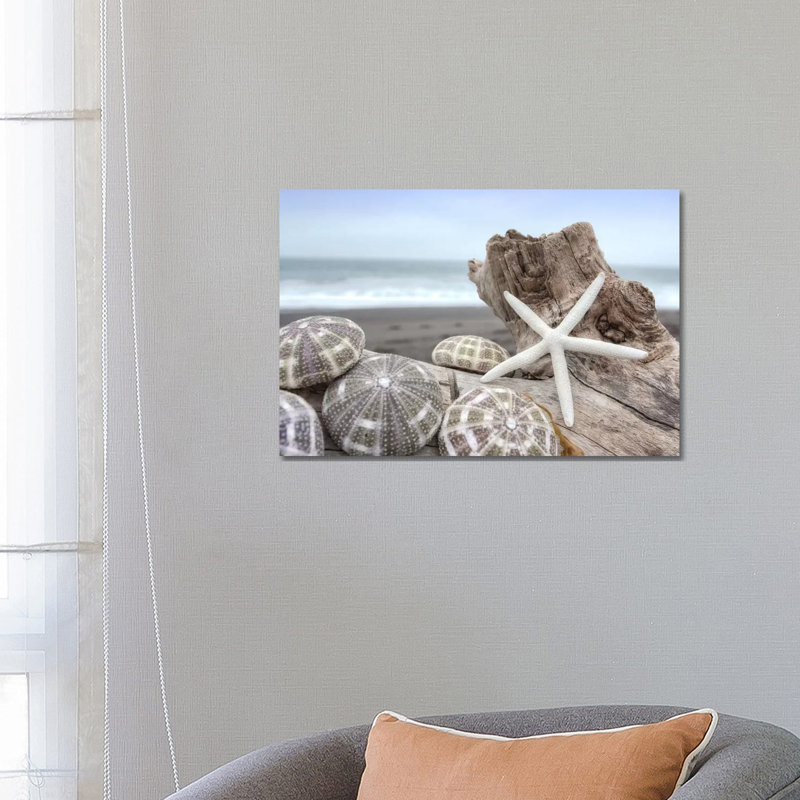 Crescent Beach Shells V by Alan Blaustein - Wrapped Canvas Print, 66.04 cm H x 45.72 cm W x 1.91 cm D