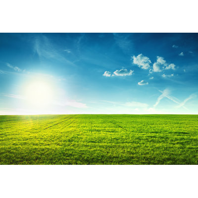 " Field Of Spring Fresh Green Grass "