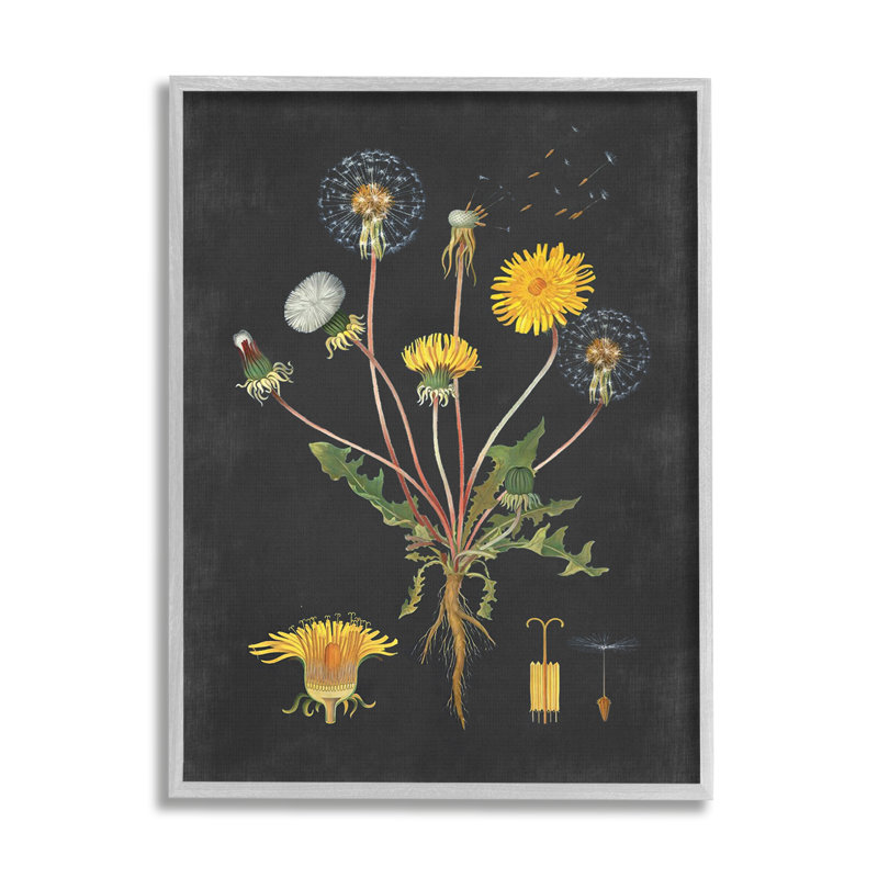 Dessin botanique de pissenlit sur fond noir, L 11 po x H 14 po