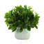 Peperomia Bush in Ceramic Pot